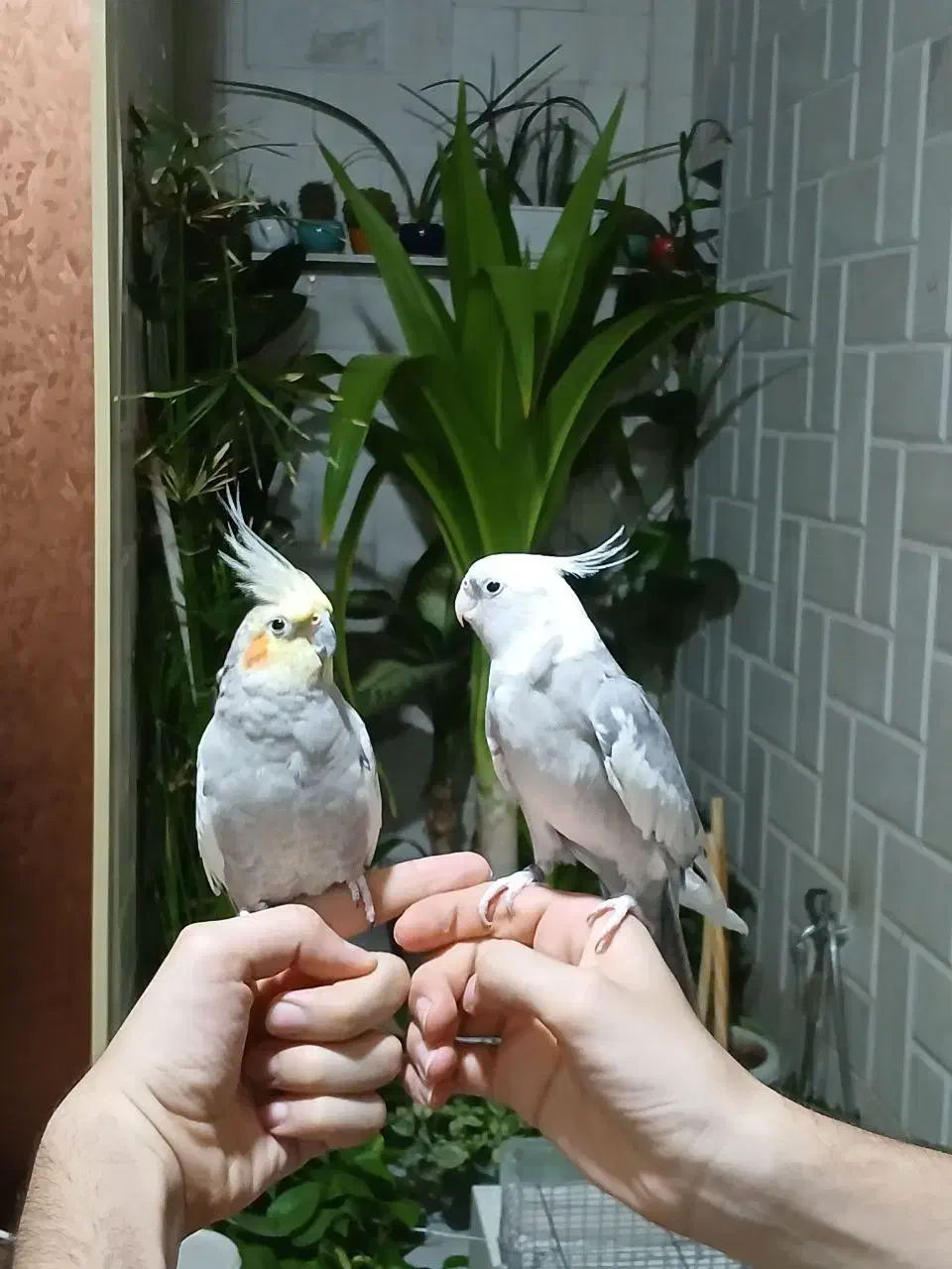 عروس هلندی جفت با ۲ جوجه|پرنده|کرمانشاه, |دیوار