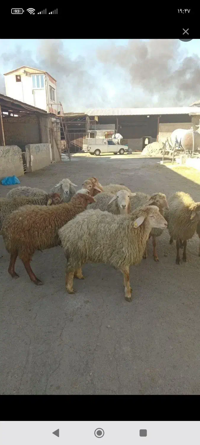 دامداری  بزرگ  در گلستان  و صالحیه    24   ساعته|حیوانات مزرعه|گلستان (تهران), |دیوار