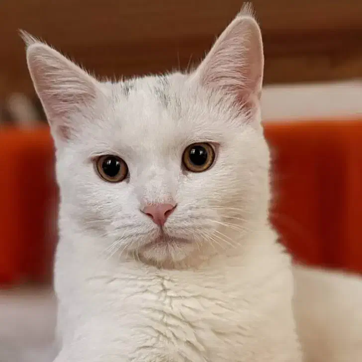 واگذاری میکس پرشین DSH|گربه|نیشابور, هفده شهریور|دیوار