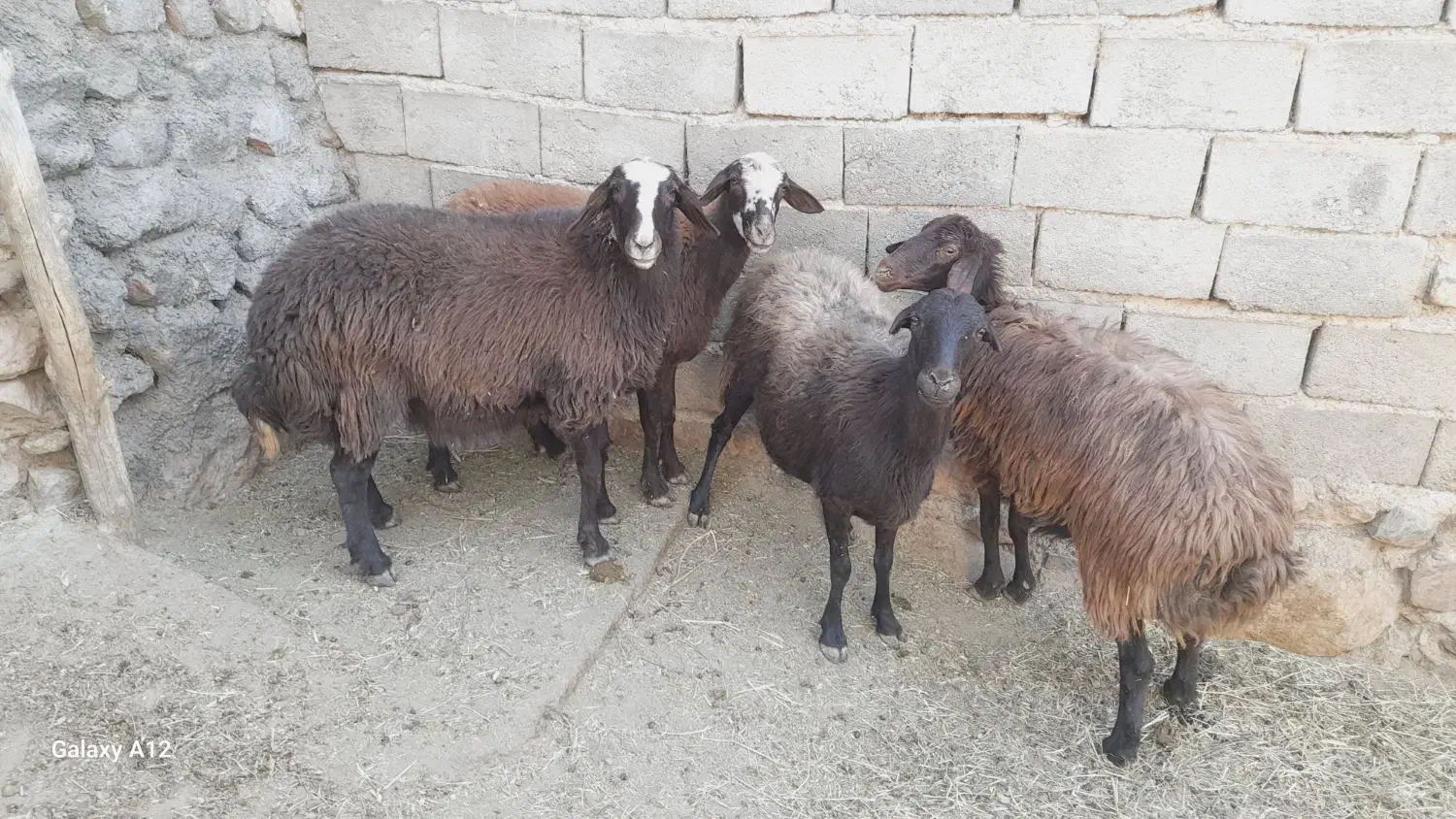 میش قره قزل|حیوانات مزرعه|ماهنشان, |دیوار