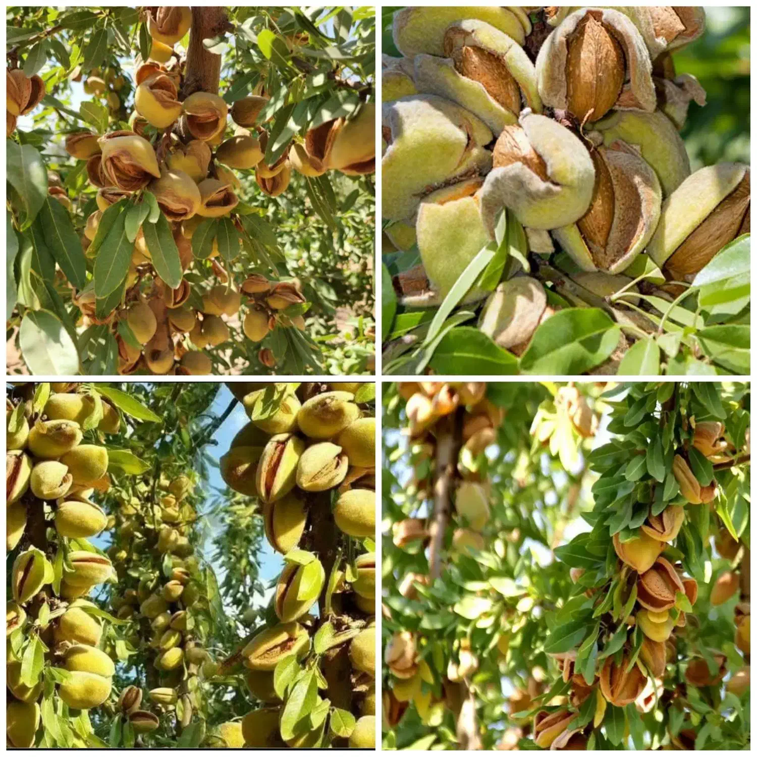 انواع نهال میوه بادام ،پسته،گردو|خدمات باغبانی و درختکاری|نیشابور, مبارکه|دیوار