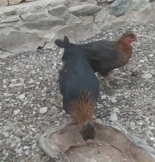 ماکیان تخمگذار|حیوانات مزرعه|سراوان, |دیوار