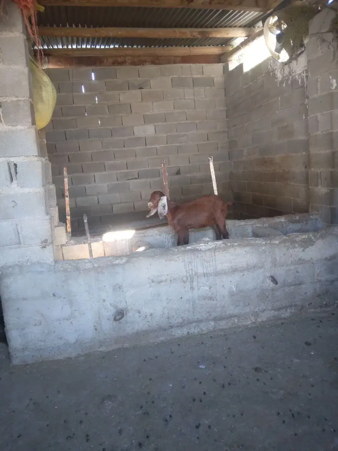 بزغاله پاکستانی مخصوص داشتی|حیوانات مزرعه|کلاله, |دیوار