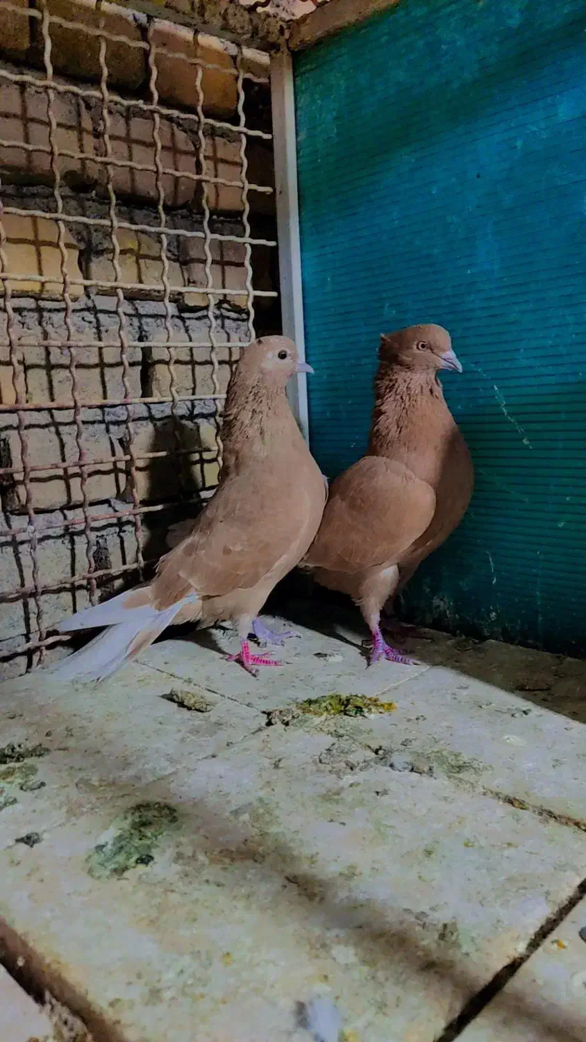 نامبروان|پرنده|اردکان, |دیوار