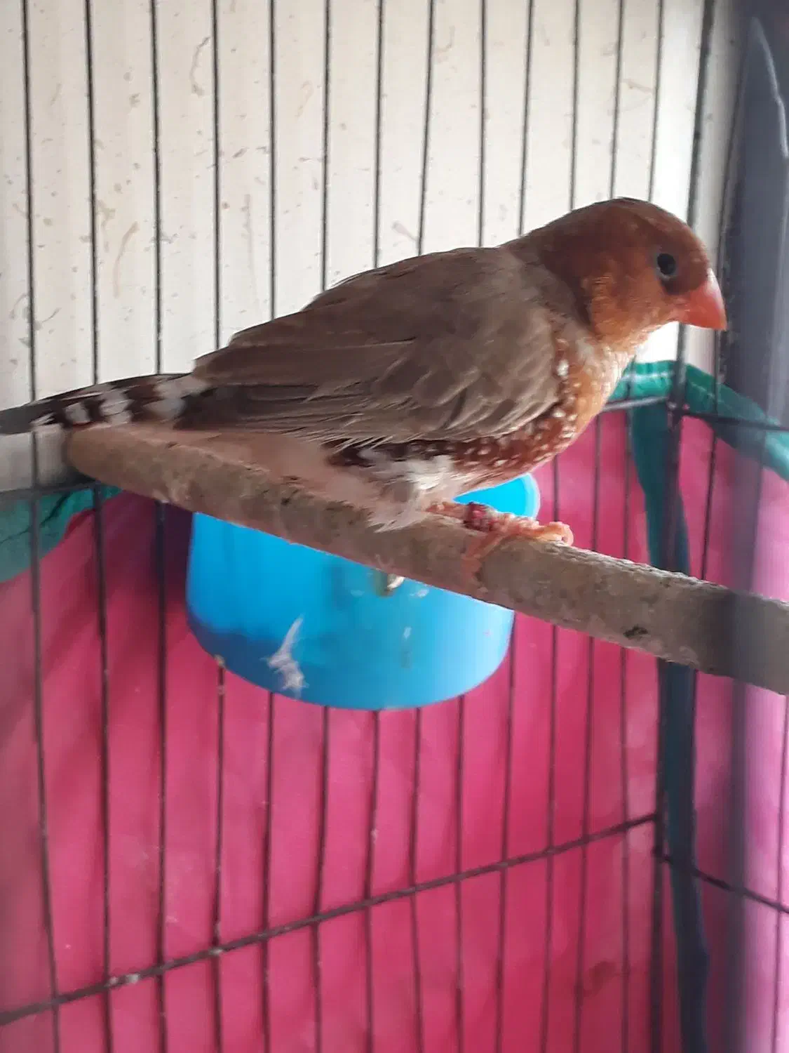 فنج کینگ انگلیسی وگلدین|پرنده|بندرعباس, |دیوار