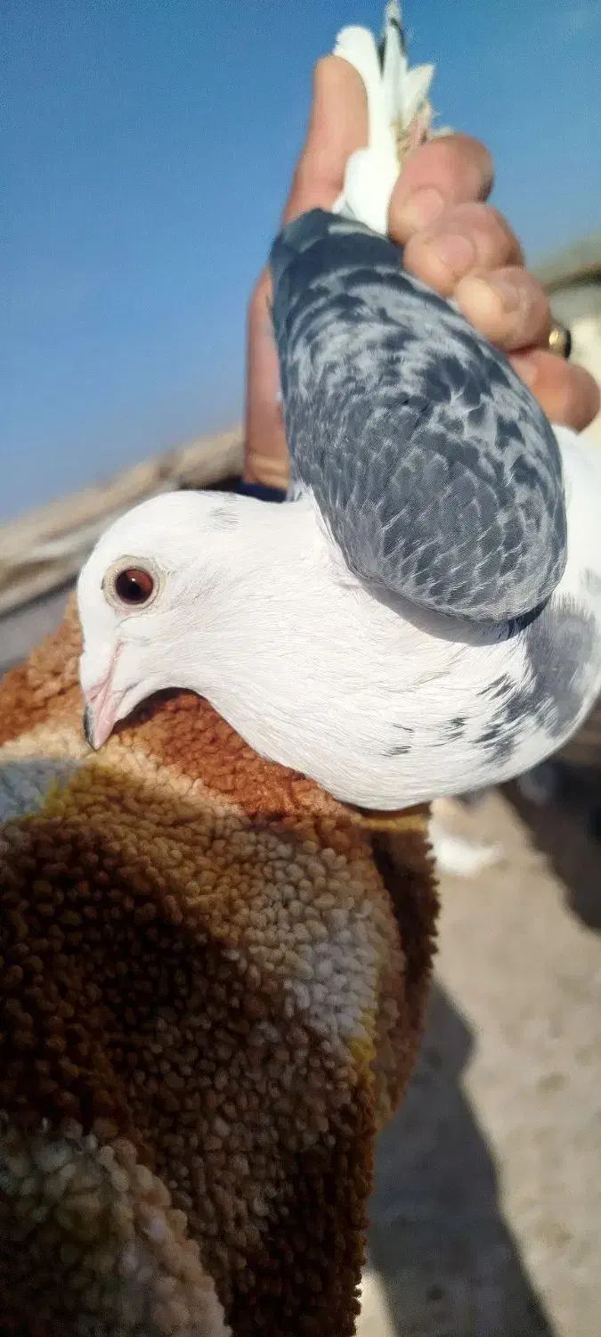 بهترین نسل|پرنده|زاوه, |دیوار