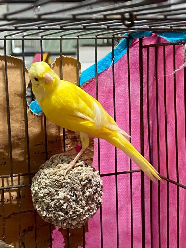 قناری ماده|پرنده|ساوه, |دیوار