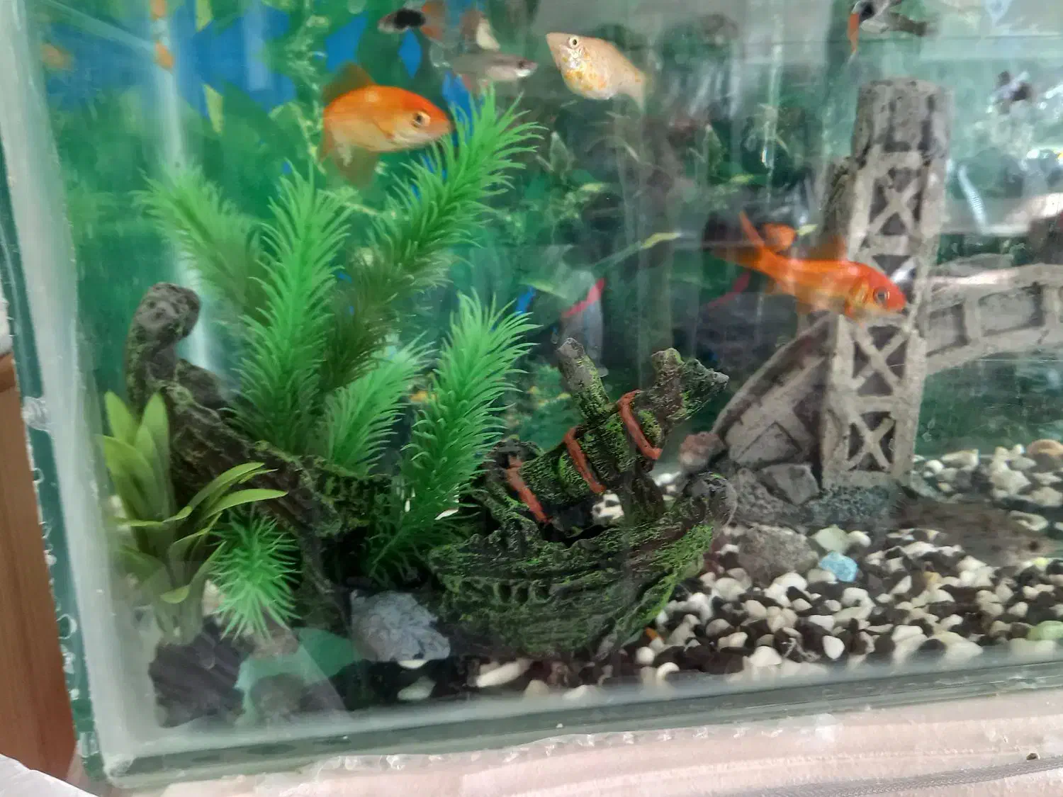 آکواریوم فروش فوری|ماهی|کاشان, مفتح|دیوار