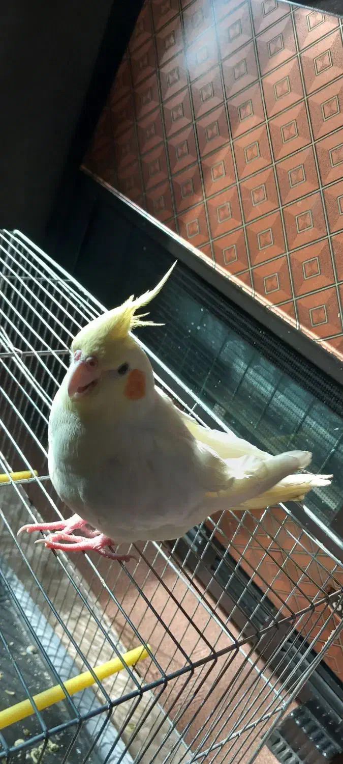 عروس هلندی|پرنده|سلطانیه, |دیوار