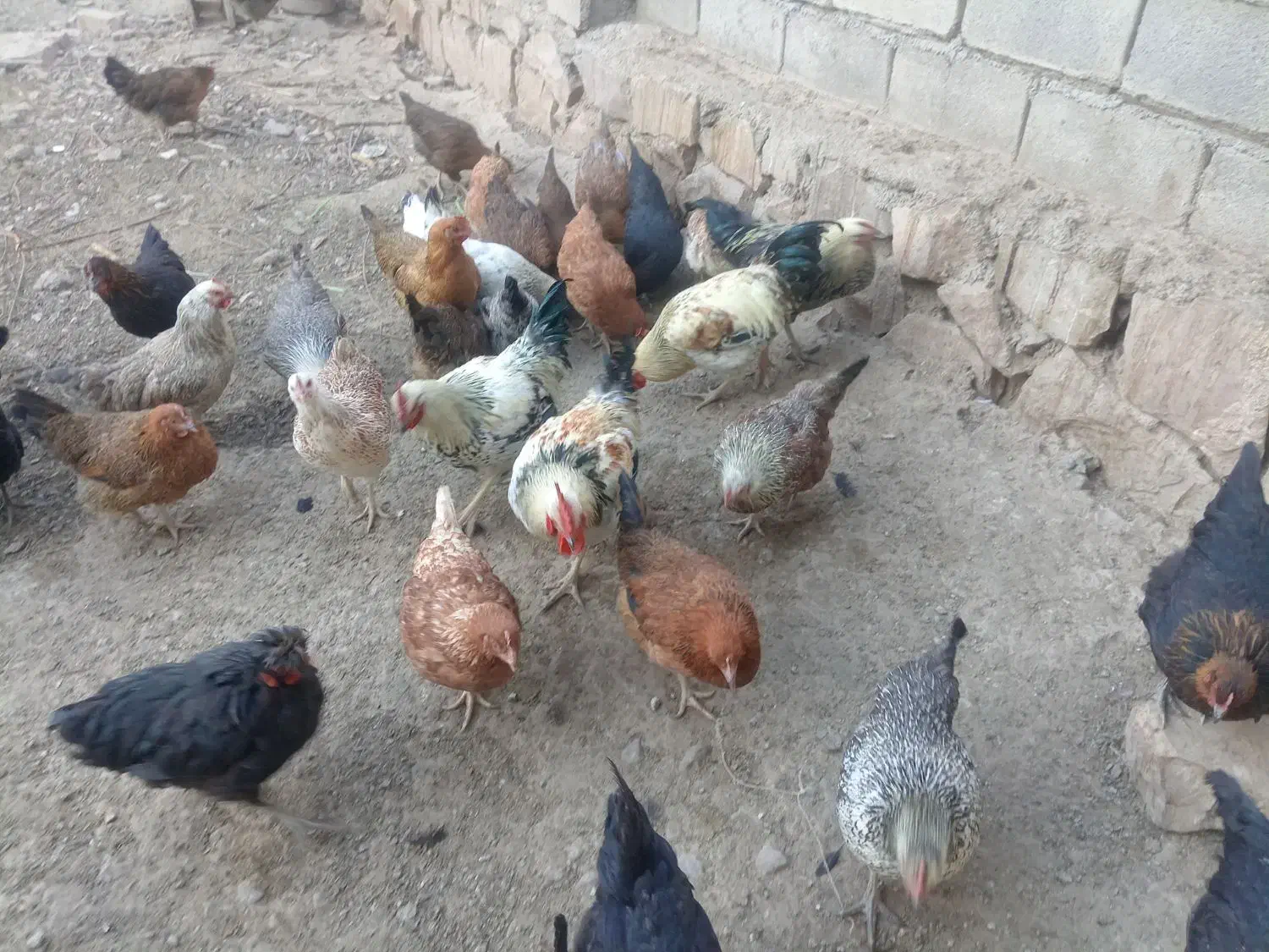 مرغ تخمی|حیوانات مزرعه|رادکان, |دیوار