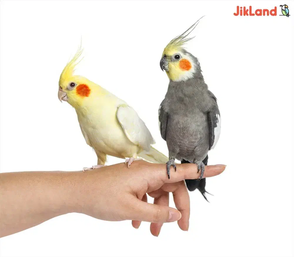 ۵ عدد عروس هلندی|پرنده|زهک, |دیوار