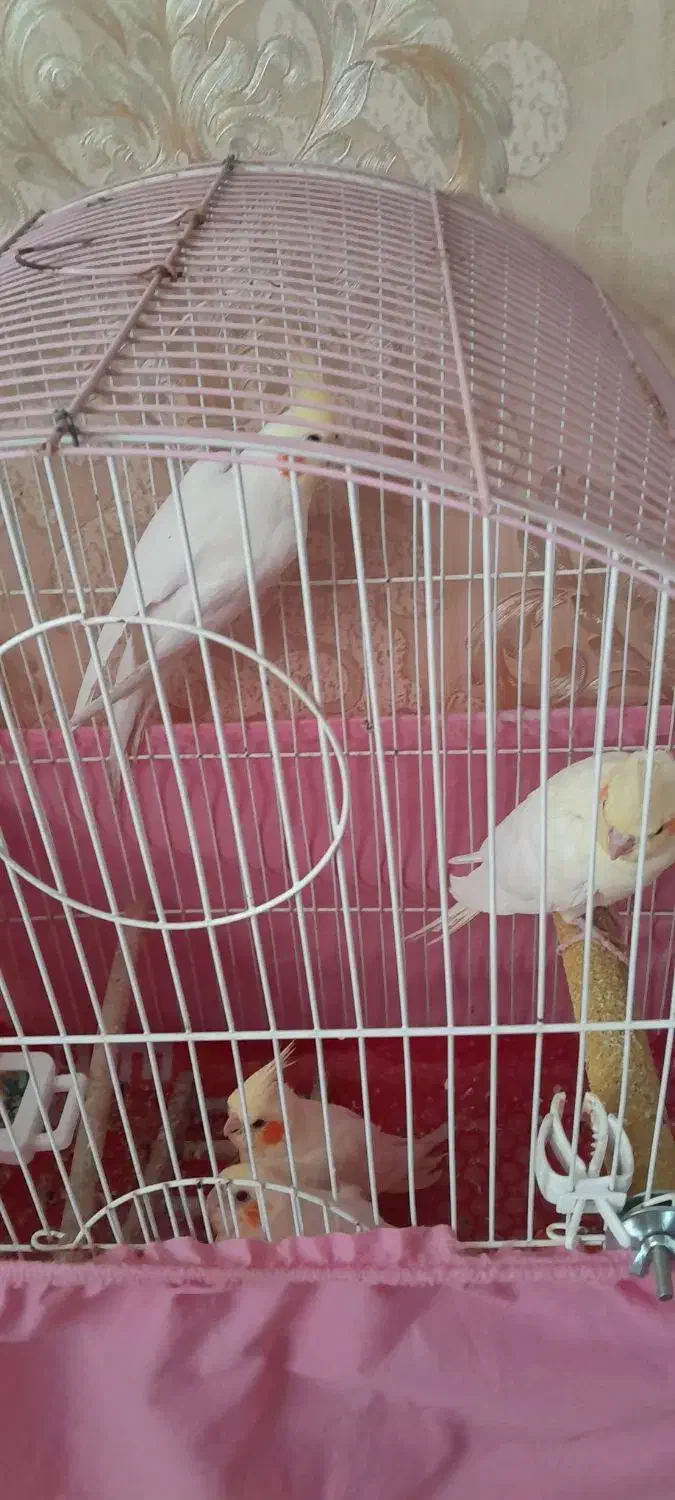 عروس هلندی|پرنده|کرج, خرمدشت|دیوار