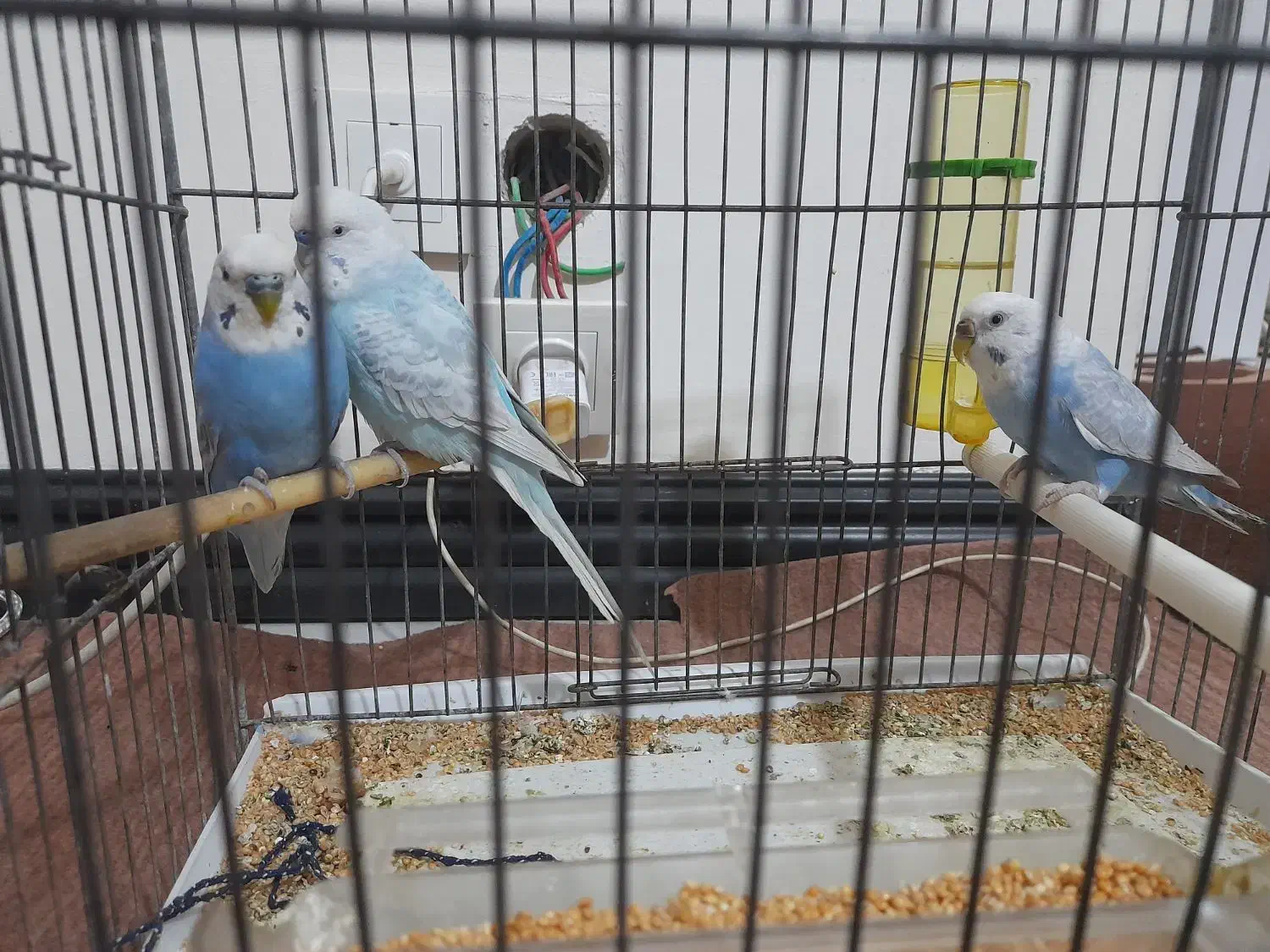 مرغ عشق 3عدد|پرنده|پردیس, فاز ۵|دیوار