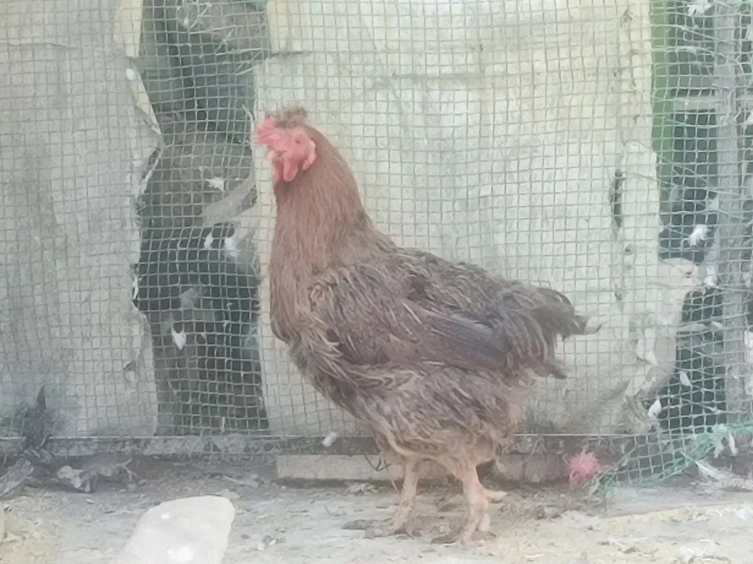 دوتا مرغ محلی چاق|حیوانات مزرعه|قم, زند آباد|دیوار