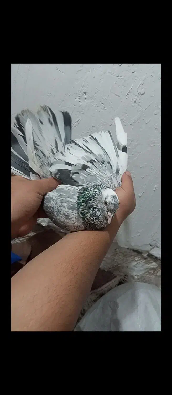 نر سرور غریب گیر|پرنده|شهریار, شهرک شاهد|دیوار