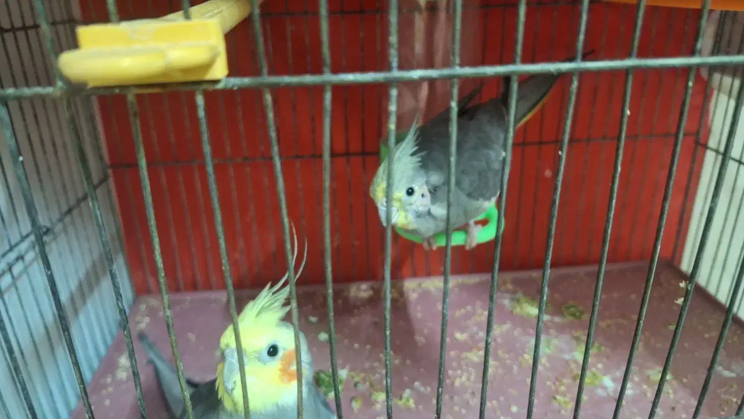 عروس جفت سیامون|پرنده|مشهد, شهید قربانی|دیوار