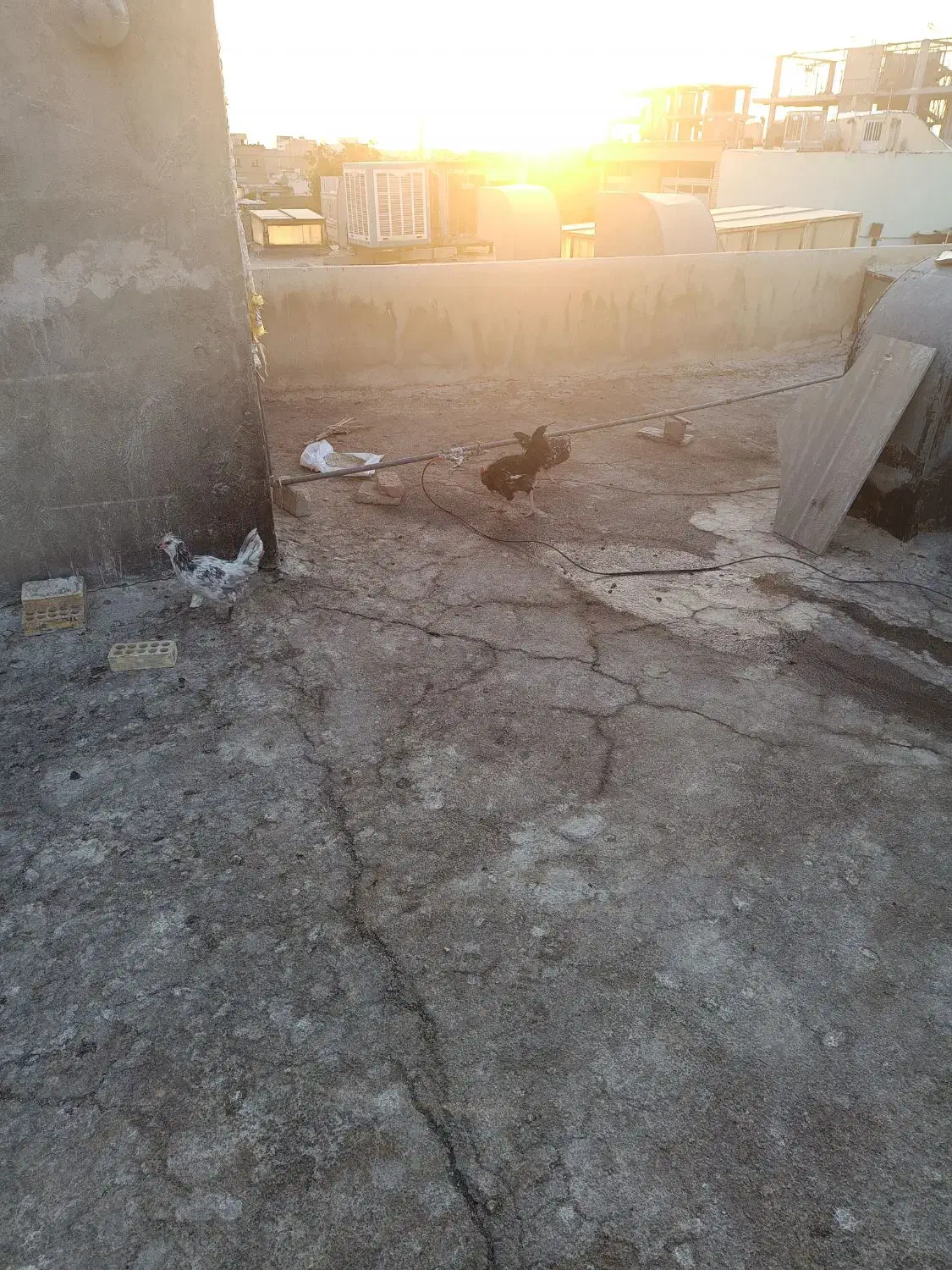 فروش تخمه نطفه دارفروش مرغ گلین لری فروش خورس|حیوانات مزرعه|اصفهان, عطار نیشابوری|دیوار