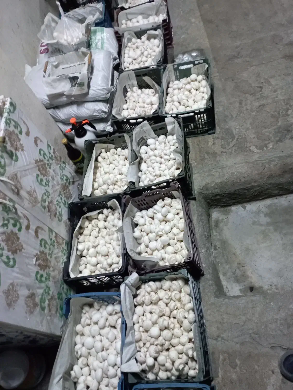 پخش عمده قارچ دکمه ای درجه یک|خوردنی و آشامیدنی|رشت, شهرک قدس|دیوار