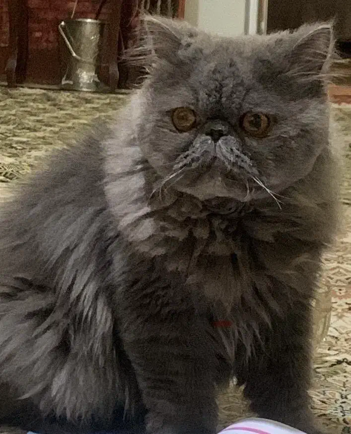 گربه|گربه|تهران, دهم فروردین|دیوار