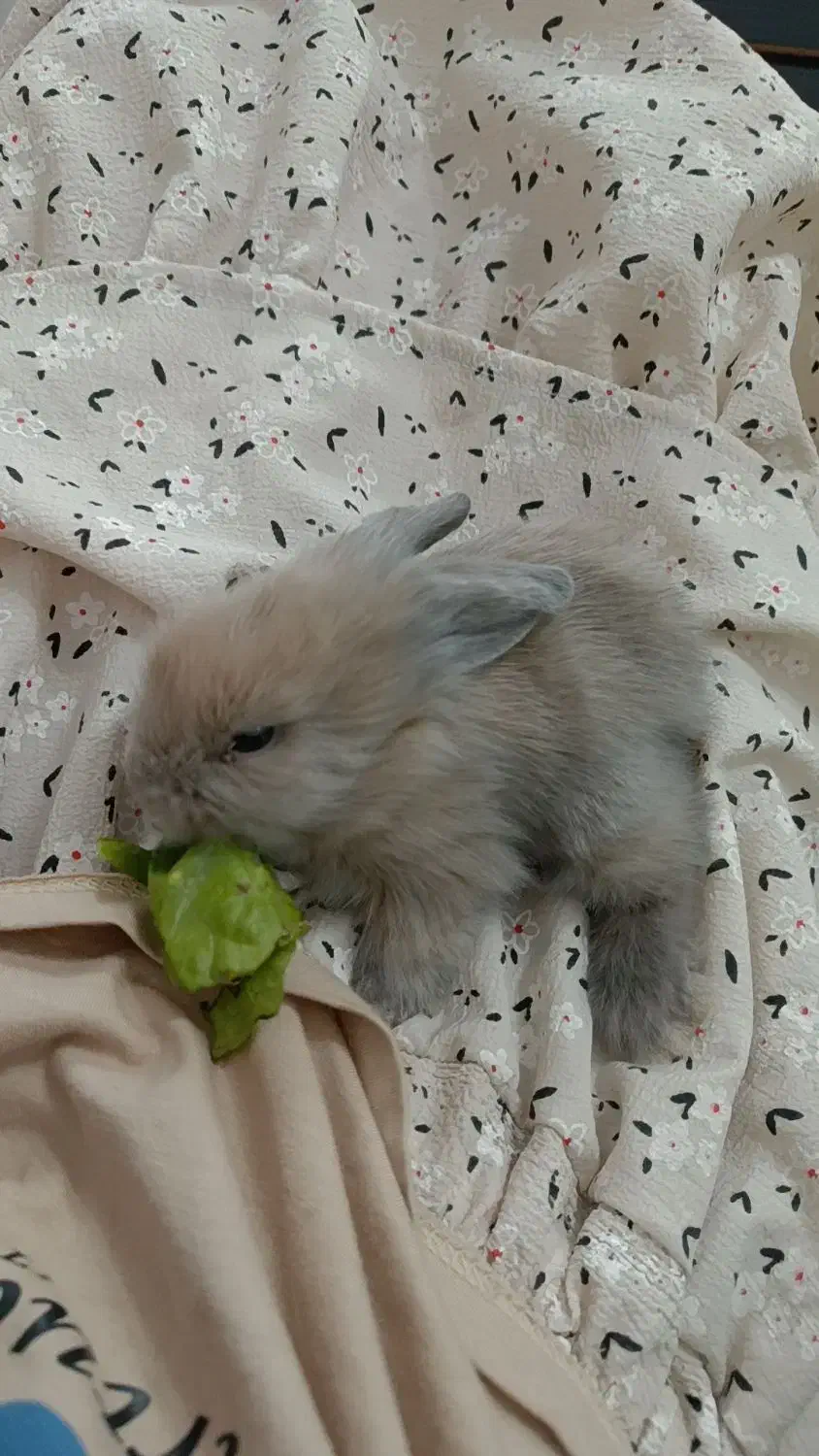 خرگوش|موش و خرگوش|فردوس (خراسان), |دیوار