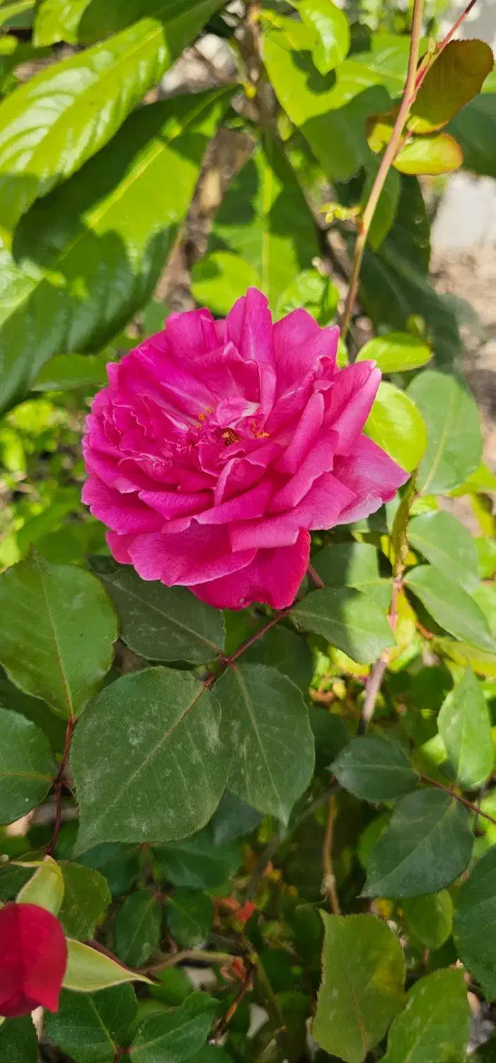 پرستار و مربی کودک|استخدام آموزشی|رشت, حومه رشت|دیوار