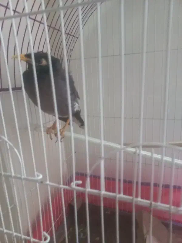 پرنده مینو بفروش میرساند|پرنده|تبریز, |دیوار