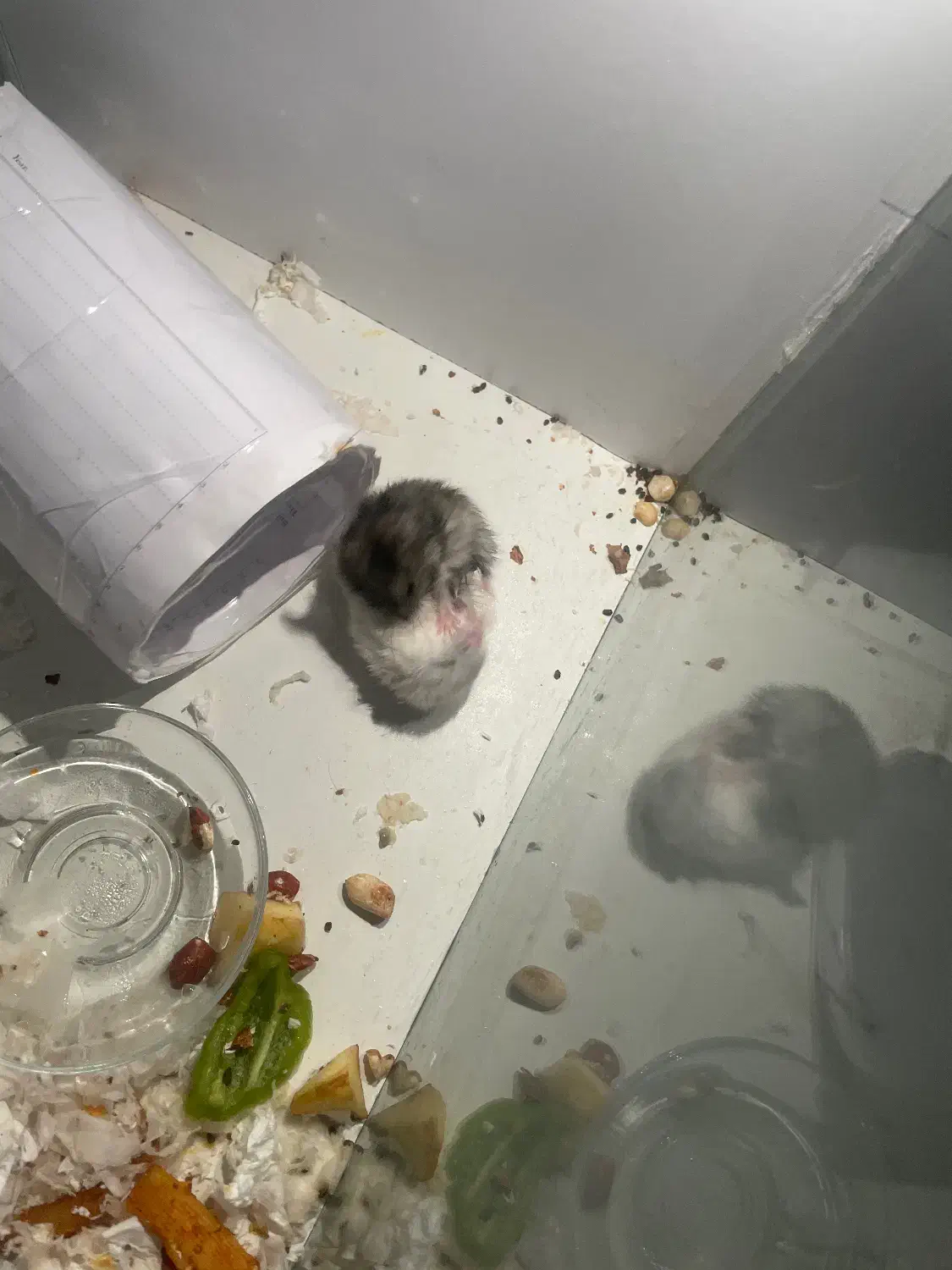 ۲ عدد همستر|موش و خرگوش|ارومیه, |دیوار