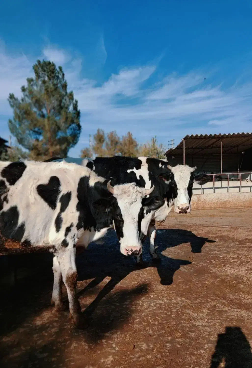 دکتر دامپزشک متخصص گاو و گوسفند،واکسن و سونوگرافی|خدمات پیشه و مهارت|تهران, مشیریه|دیوار