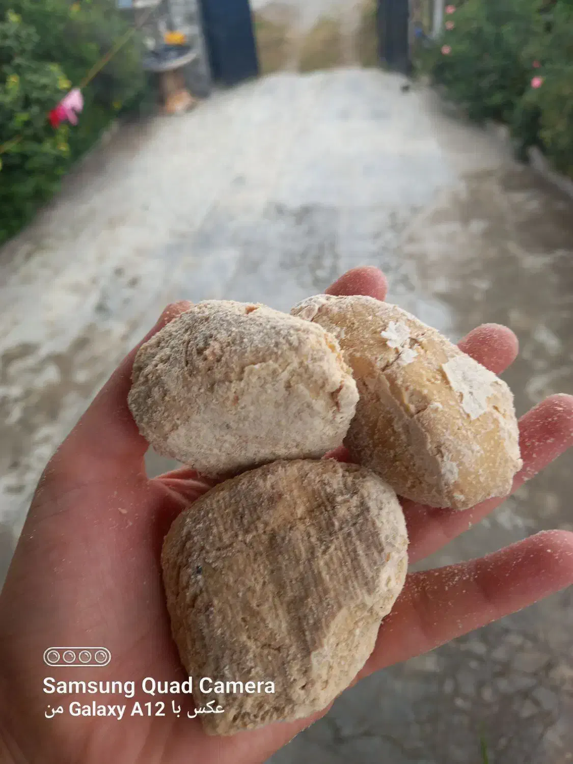 کشک گوسفندی|خوردنی و آشامیدنی|دالخانی, |دیوار