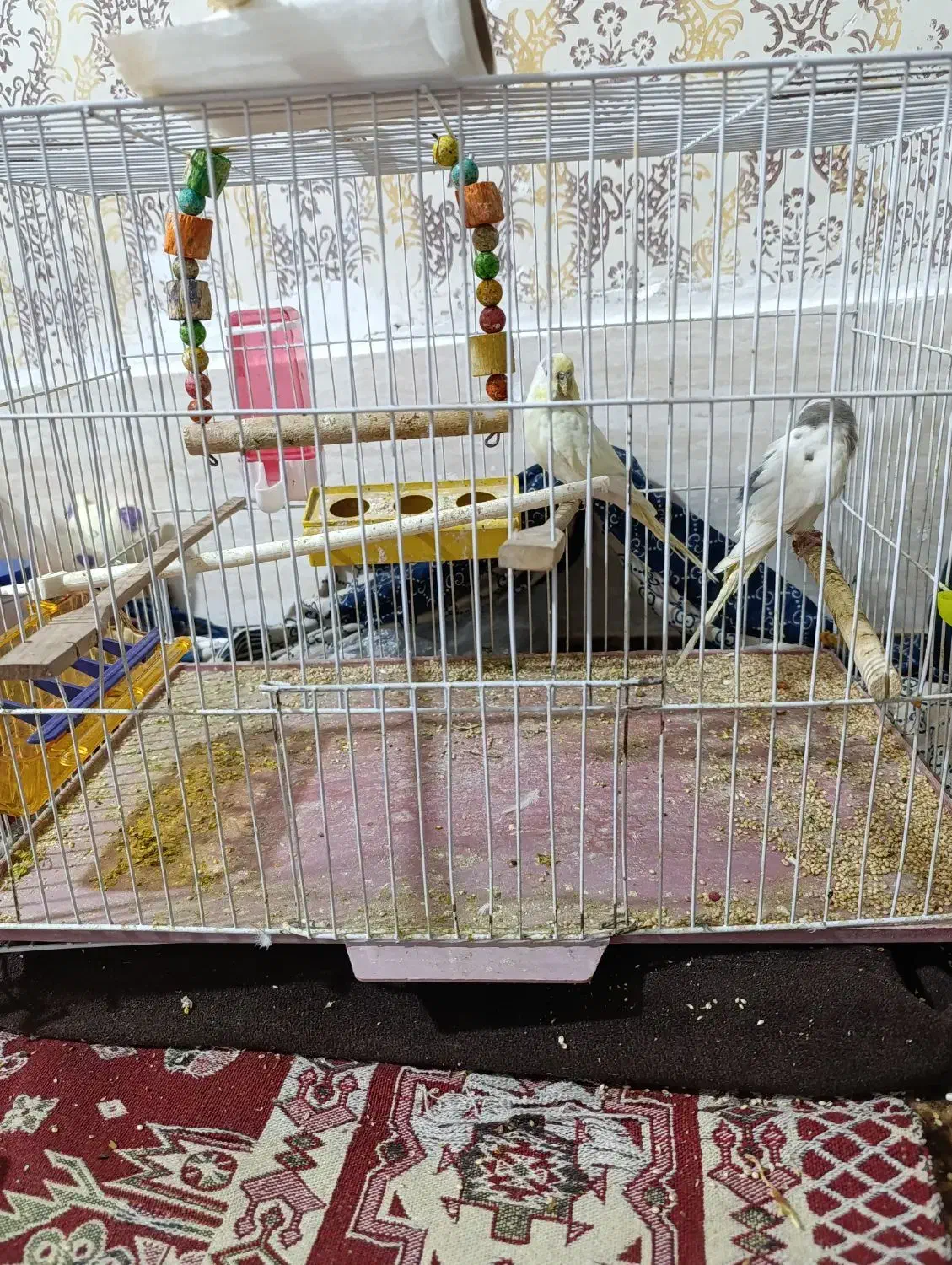 سلام|پرنده|مشهد, چهنو|دیوار