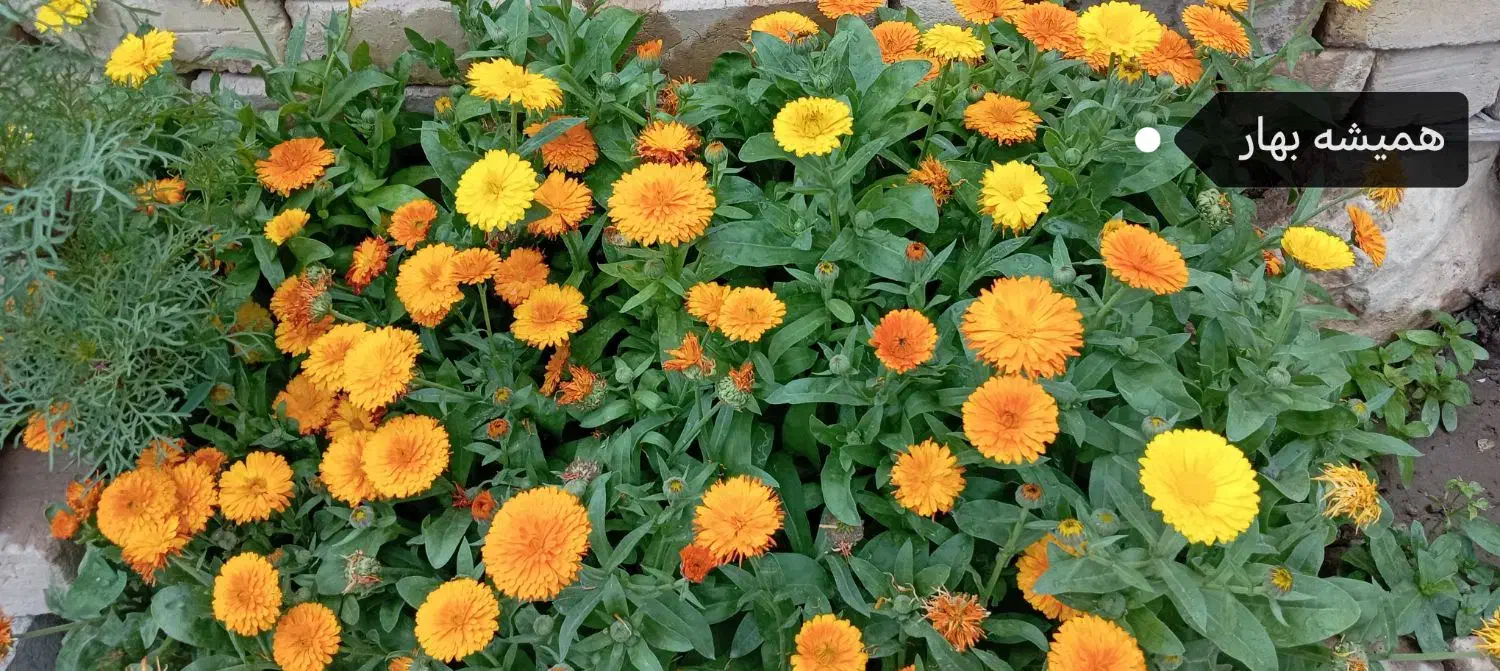 بذرگل|گل و گیاه طبیعی|شنبه و طسوج, |دیوار