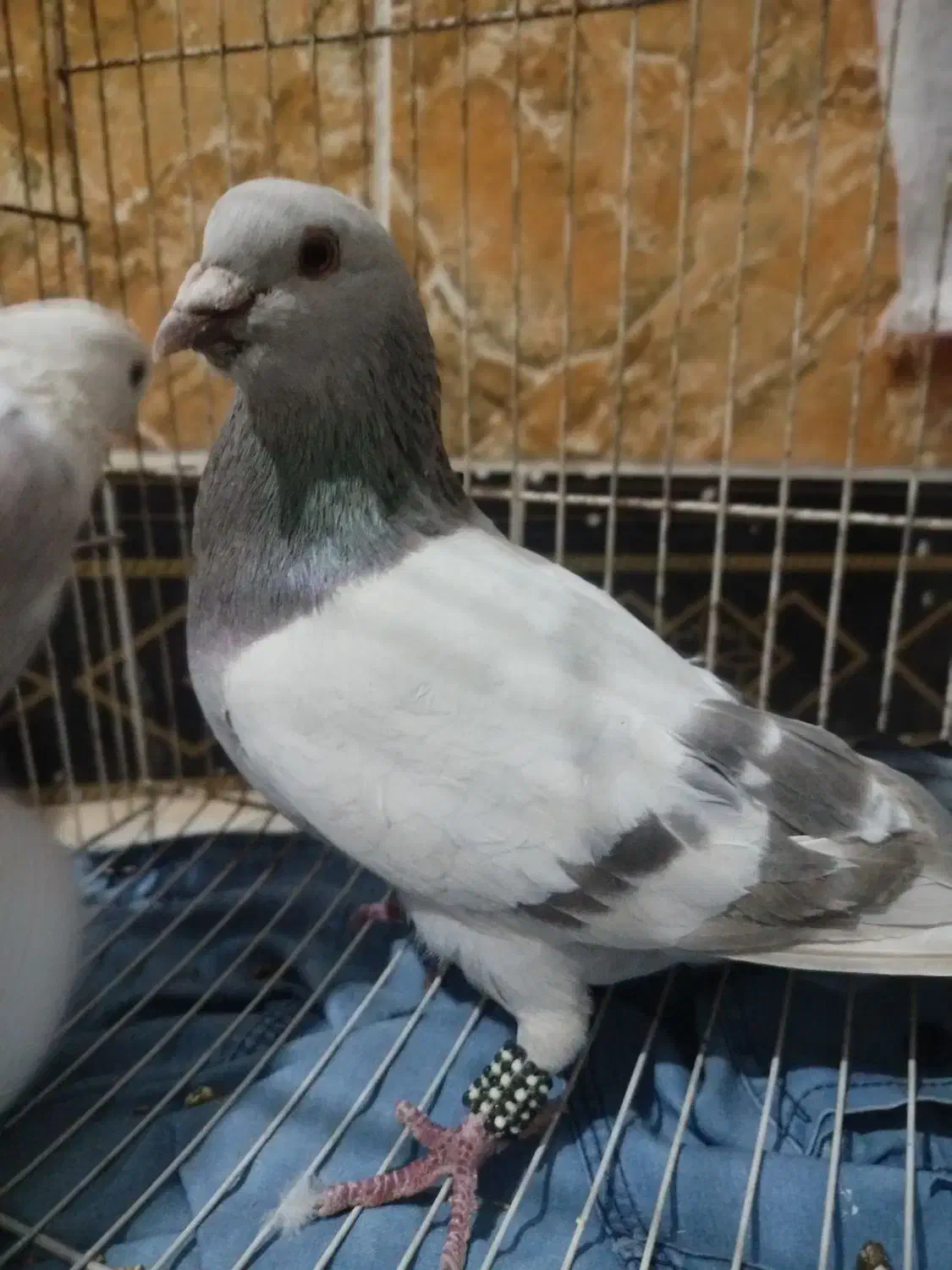 کفتر|پرنده|تربتحیدریه, قاسم آباد|دیوار