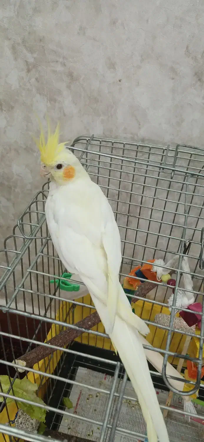 عروس هلندی لوتینو|پرنده|قرچک, شهرک طلائیه|دیوار