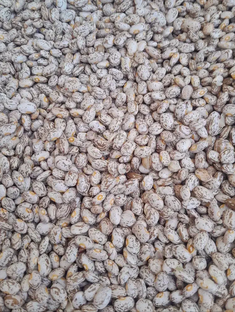 تخفیف ویژه ی بلک فرایدی بر روی همه اجناس|خوردنی و آشامیدنی|اصفهان, لنبان|دیوار