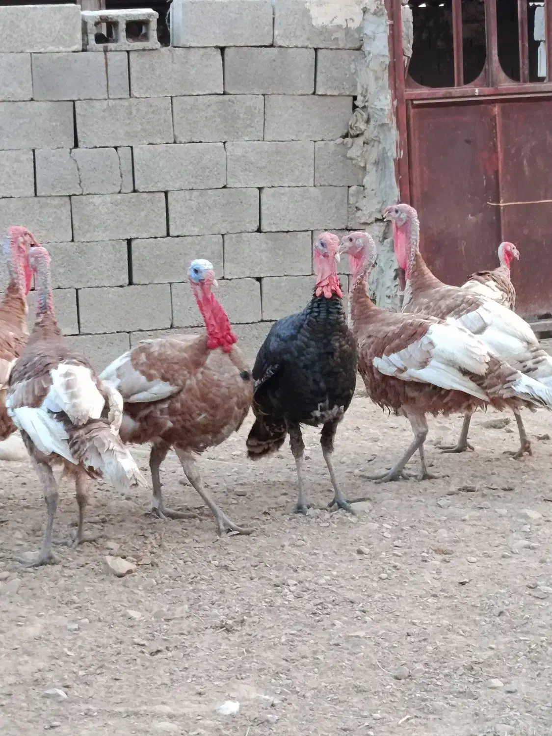 بوقلمون|پرنده|آبپخش, |دیوار