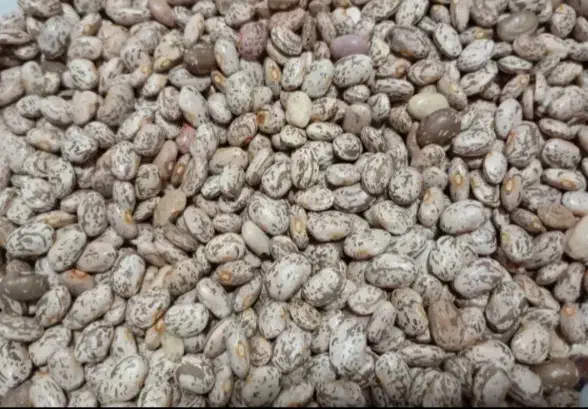 لوبیا چتی|خوردنی و آشامیدنی|معمولان, |دیوار