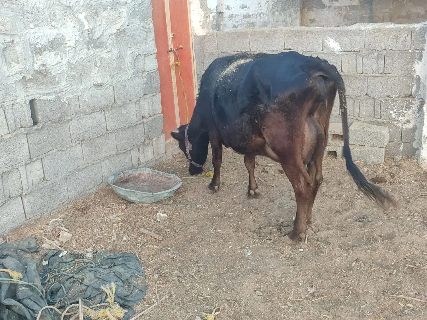 فروش دو راس گاو درجه یک|حیوانات مزرعه|لامرد, |دیوار