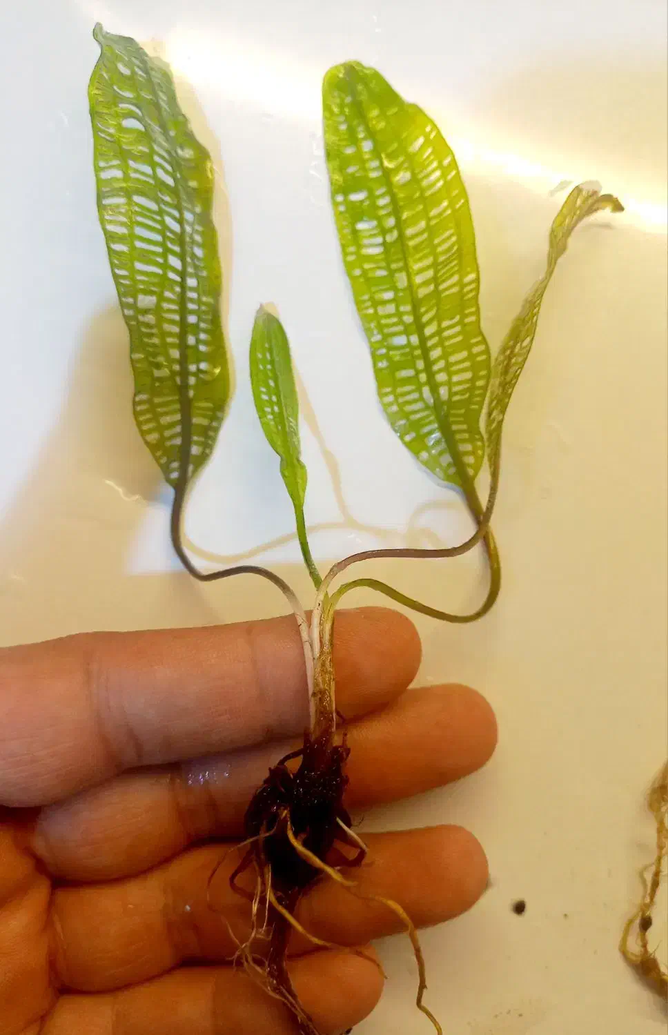 گیاه آکواریوم پلنت|ماهی|تهران, کرمان|دیوار