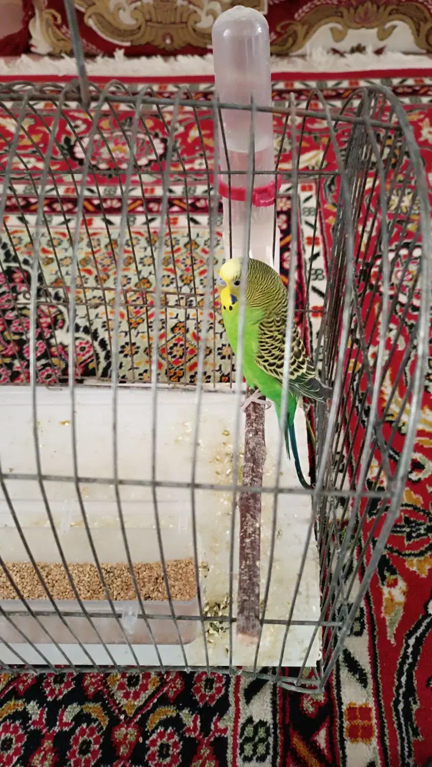 سه عدد مرغ عشق|پرنده|نقده, |دیوار