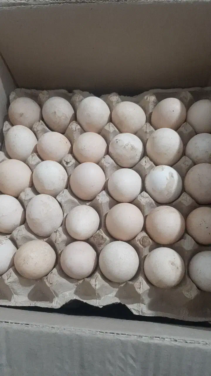 تخم مرغ محلی تازه تازه شانه ای ۲۹۰|خوردنی و آشامیدنی|همدان, |دیوار