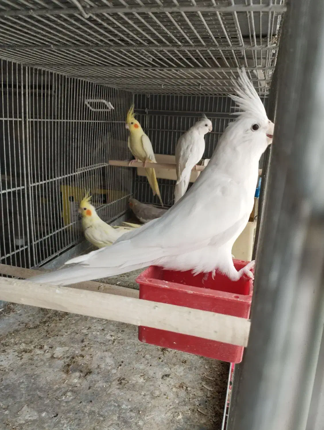 جوجه گرینچیک. عروس هلندی.  سهره قناری.|پرنده|ری, ظهیرآباد|دیوار