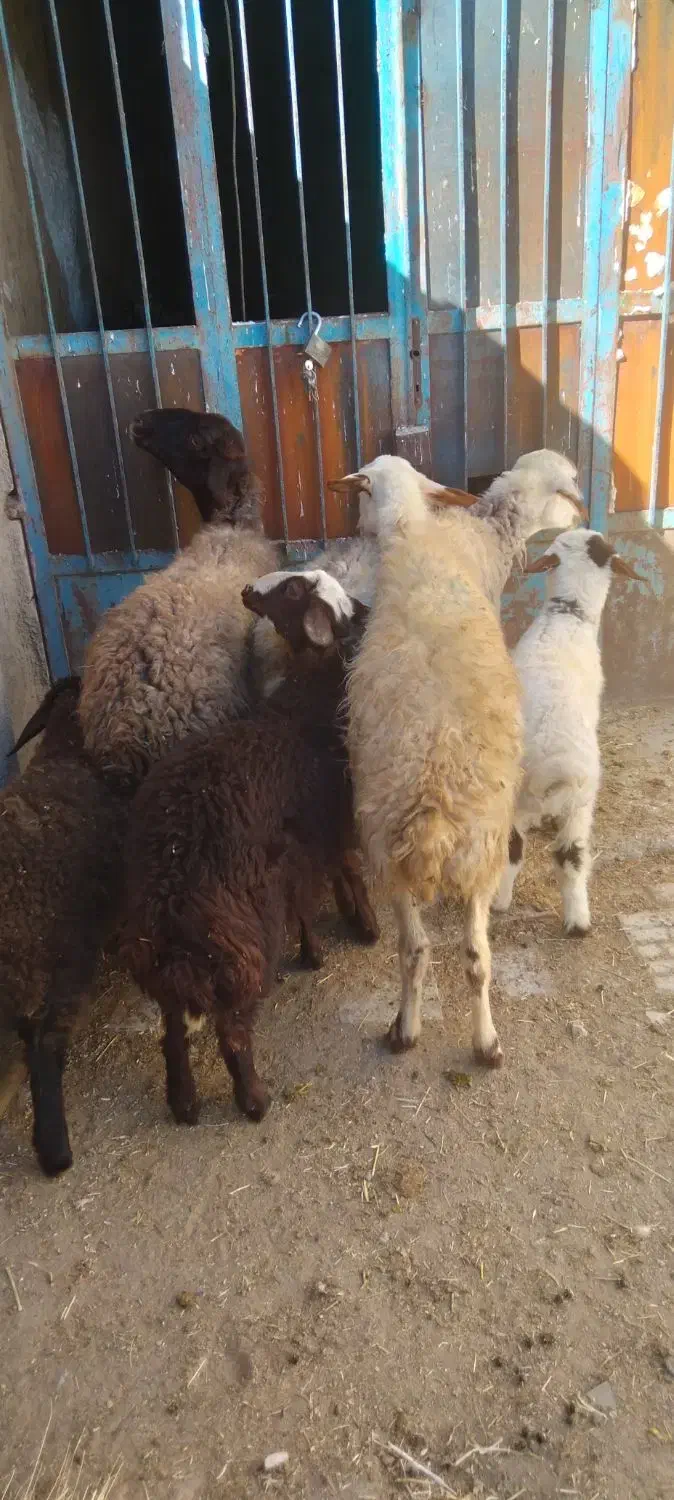 گوسفند. میش و بره. دوتا میش. یه بزغاله|حیوانات مزرعه|اشترینان, |دیوار