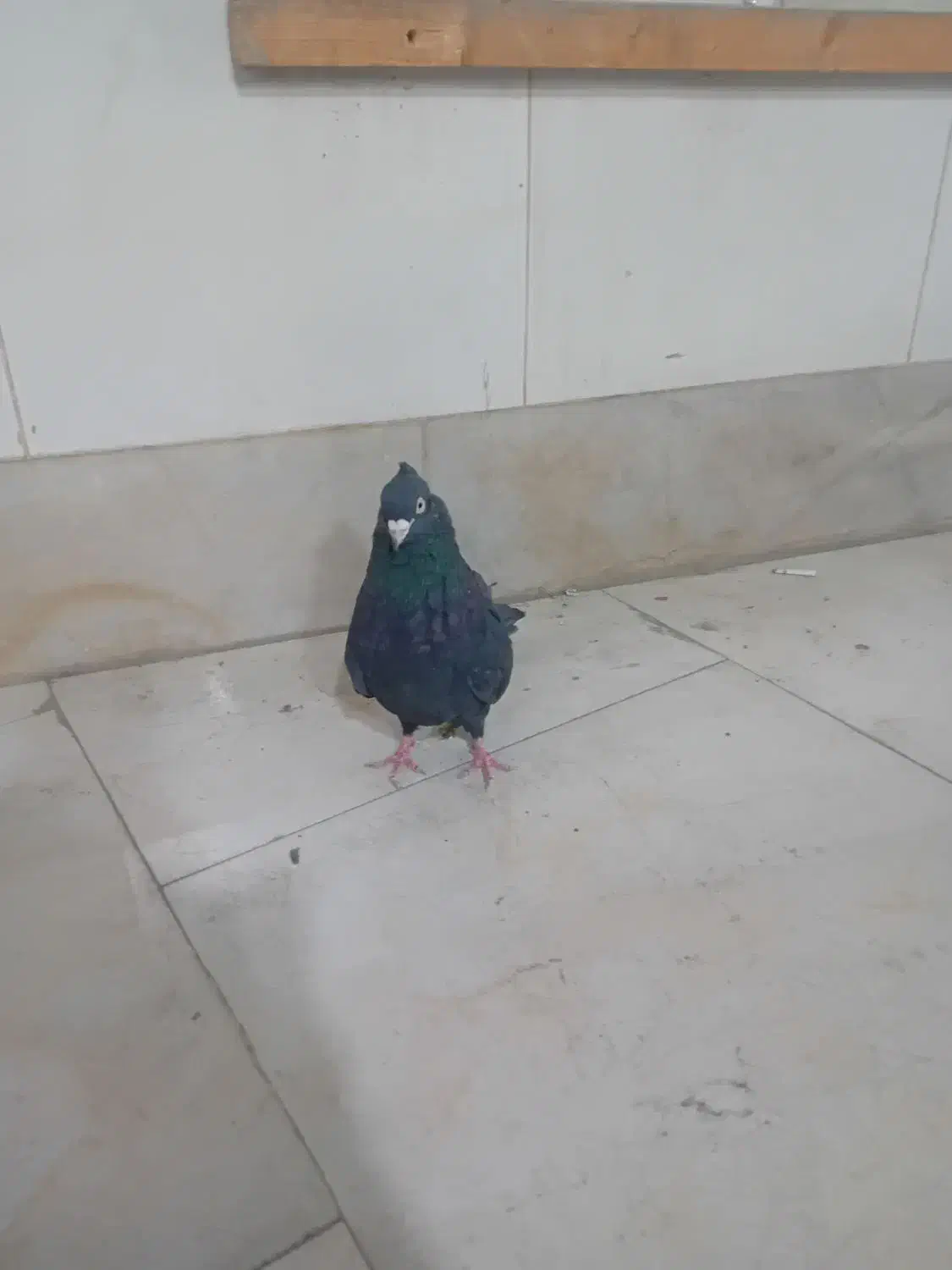 کبوتر نر آبادانی|پرنده|قروه, |دیوار