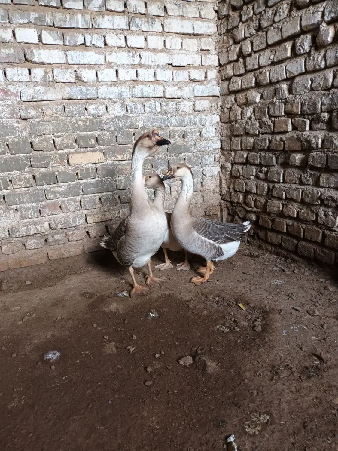 قوغاز|حیوانات مزرعه|زابل, |دیوار