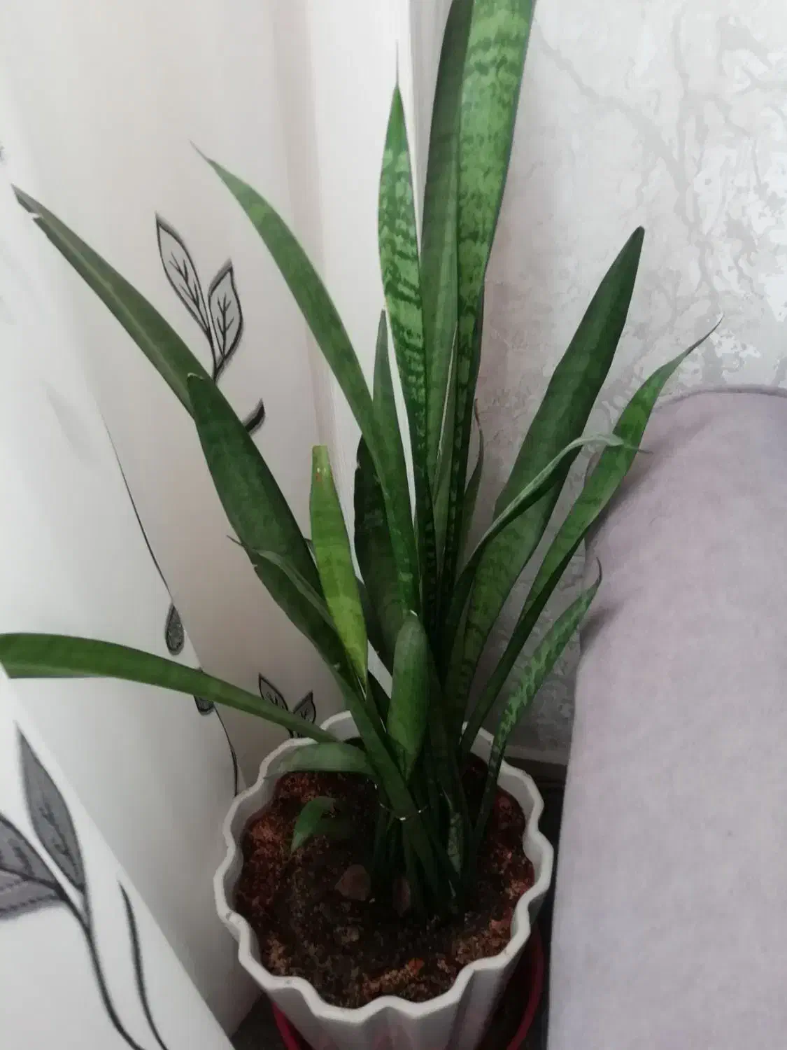 گیاه طبیعی|گل و گیاه طبیعی|قم, پردیسان|دیوار