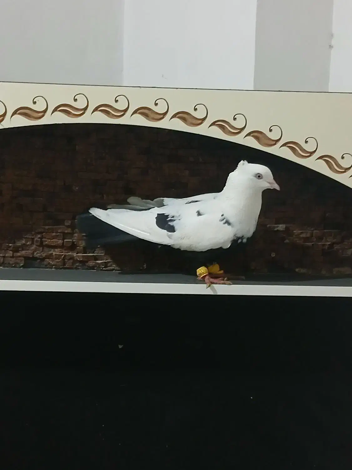 ماده دمبی|پرنده|شوشتر, |دیوار