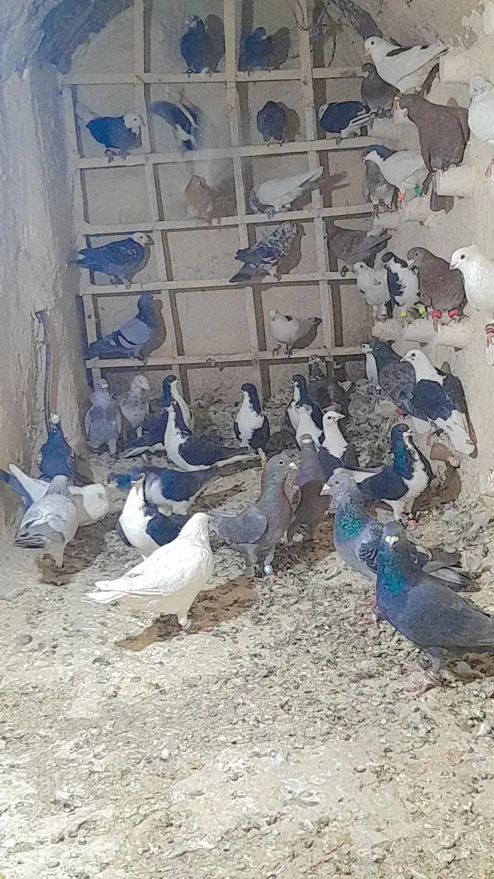 ۳۵عدد کفتر جنگنده|پرنده|کاشمر, |دیوار