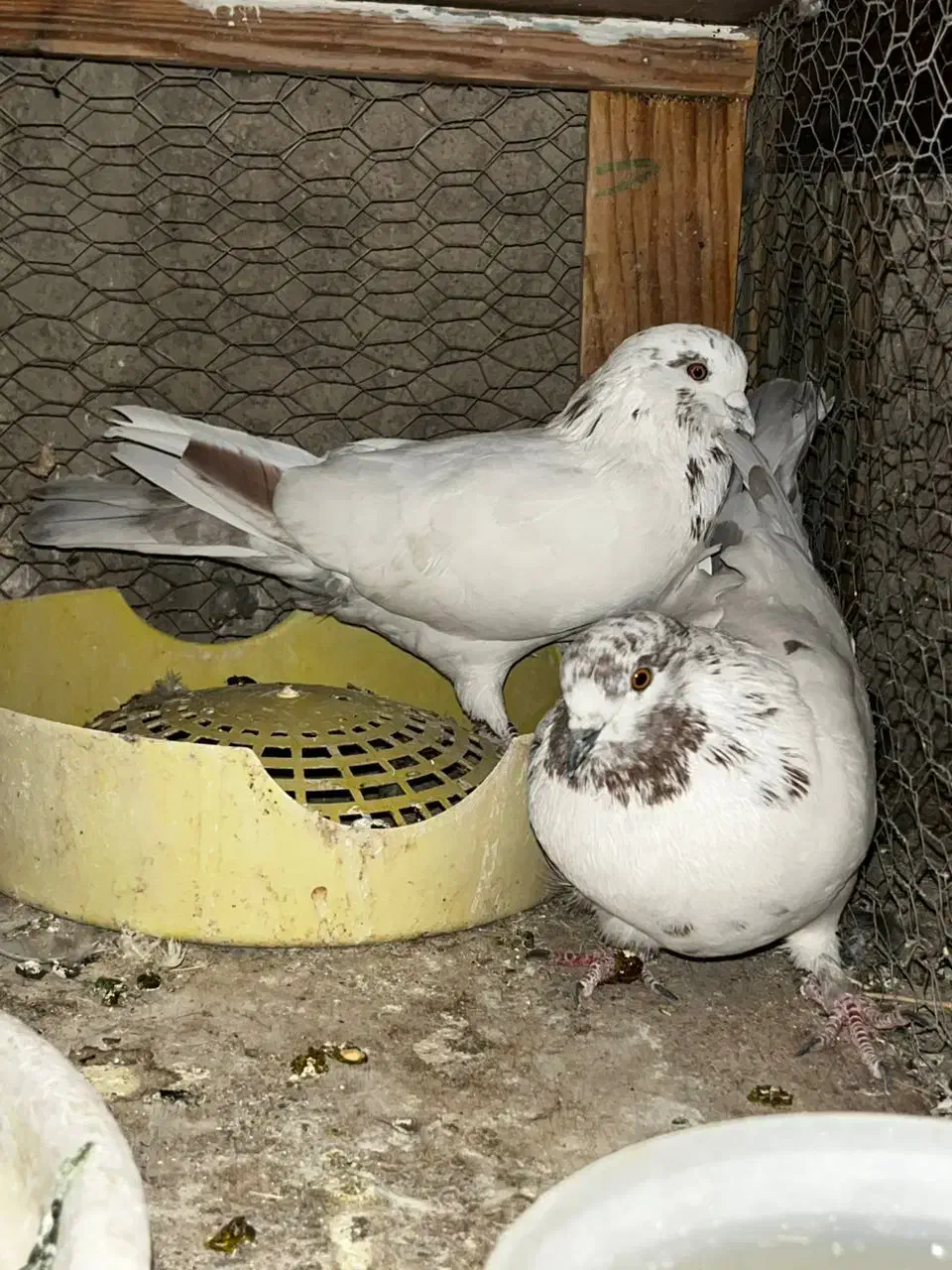 کبوتر پلاکی دوکت|پرنده|نجفآباد, جعفرآباد|دیوار