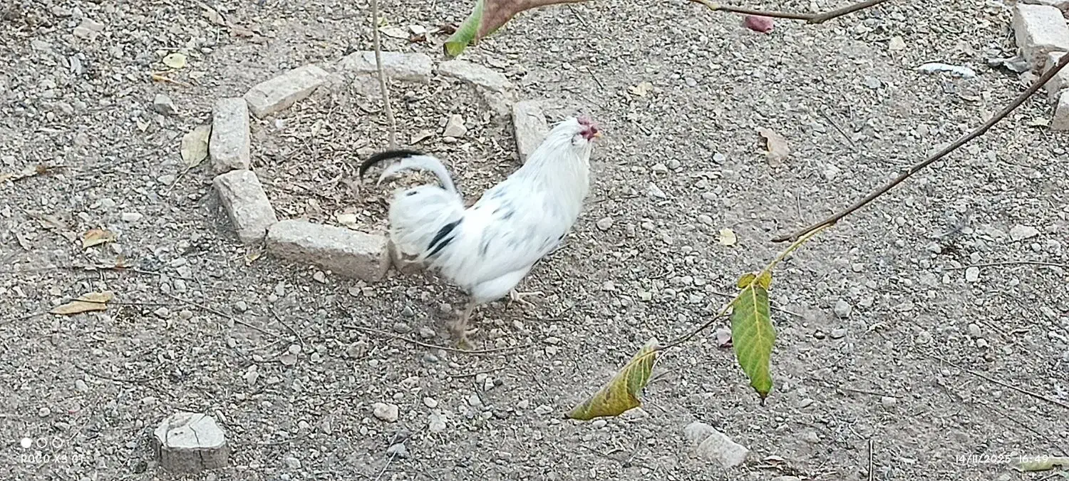 خروس گلین|حیوانات مزرعه|سمیرم, |دیوار