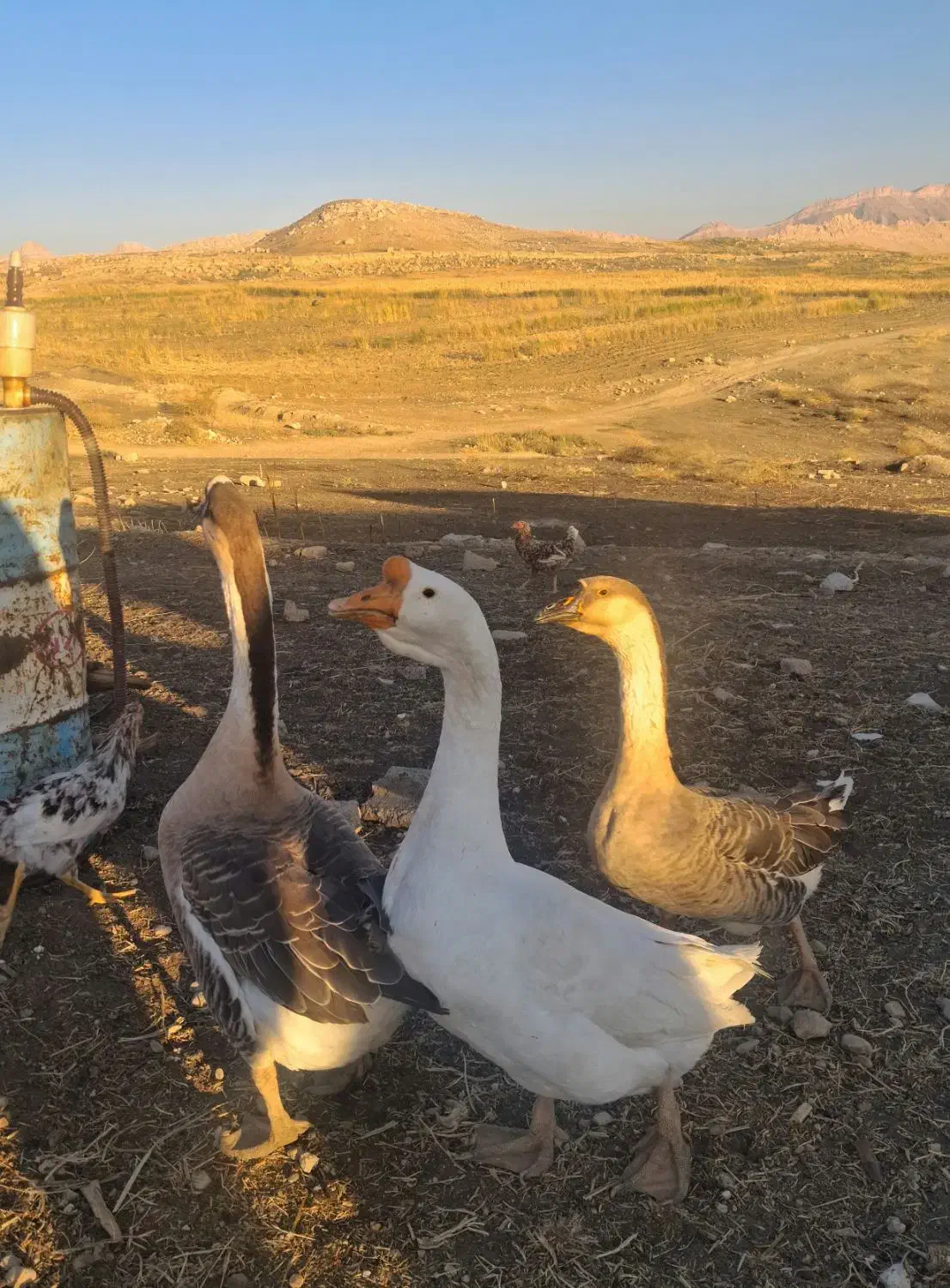 قو غاز|حیوانات مزرعه|سرپل ذهاب, |دیوار